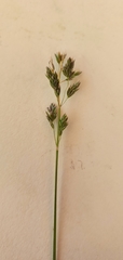 Poa howellii