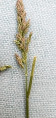 Poa howellii