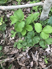 Fragaria × ananassa