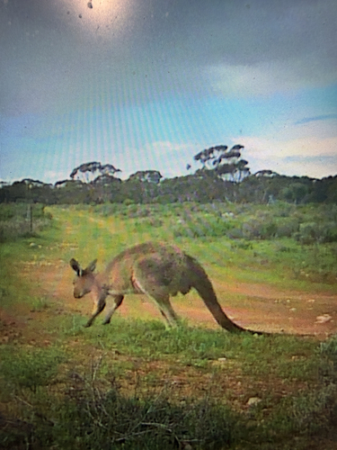Mainland Western Grey Kangaroo