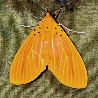 Poor Tiger Moth