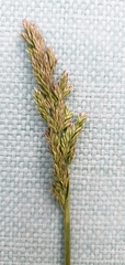 Poa howellii