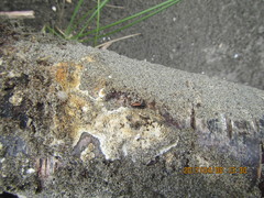 Mesites pallidipennis