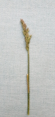 Poa howellii