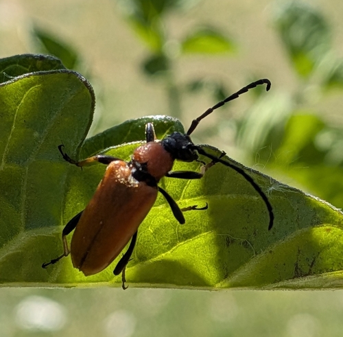 Red Pine Longhorn Beetle