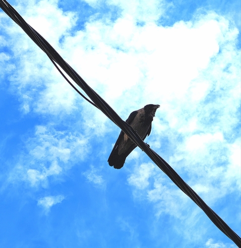 Hooded Crow