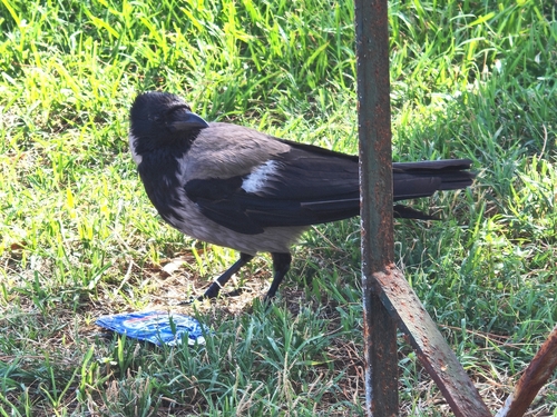 Hooded Crow