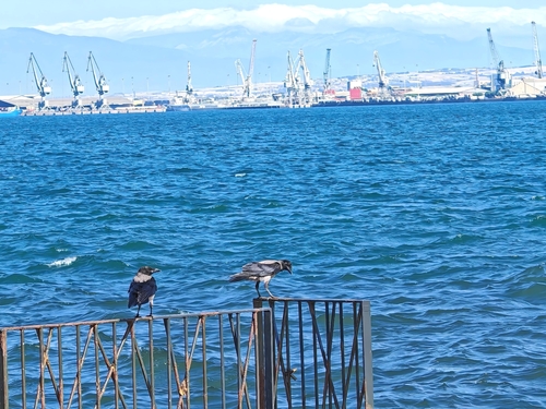 Hooded Crow