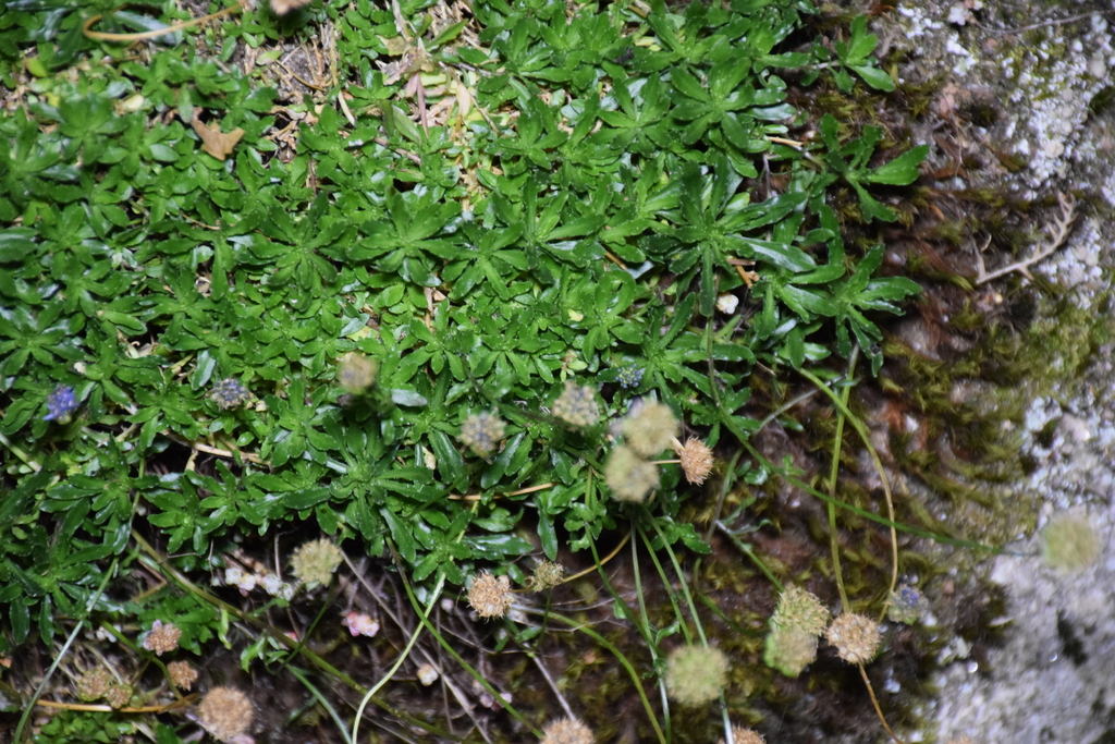 Jasione laevis; photograph (c) Jose Castro, some rights reserved (CC BY)