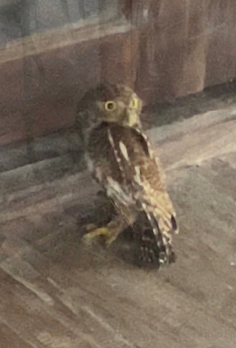 Asian Barred Owlet