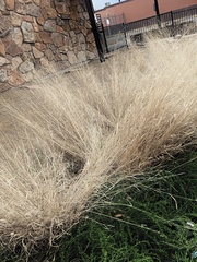 Poa cita