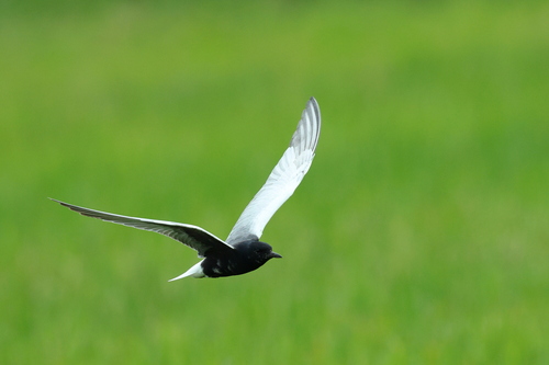 iNaturalist image