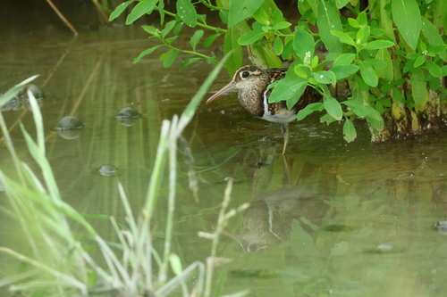 iNaturalist image