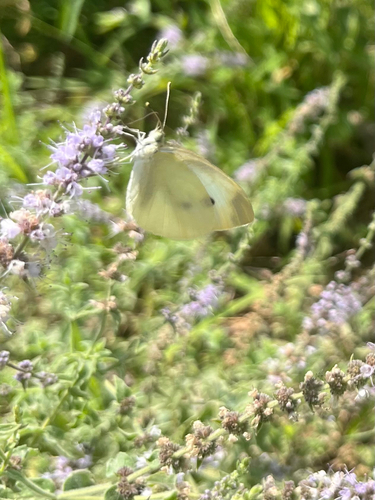 Small White