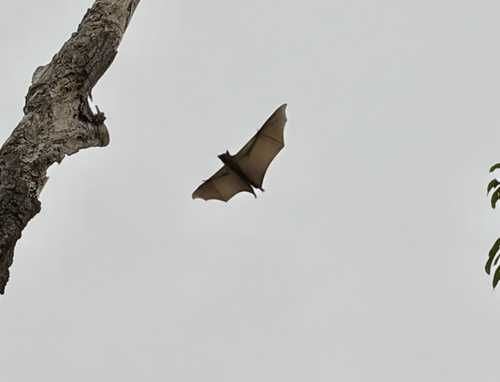 Straw-coloured Fruit Bat