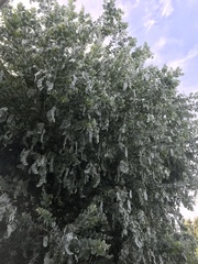 Acacia podalyriifolia