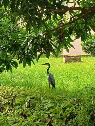 Black-headed Heron