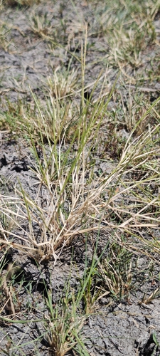 Pholiurus pannonicus