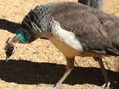 Pavo muticus