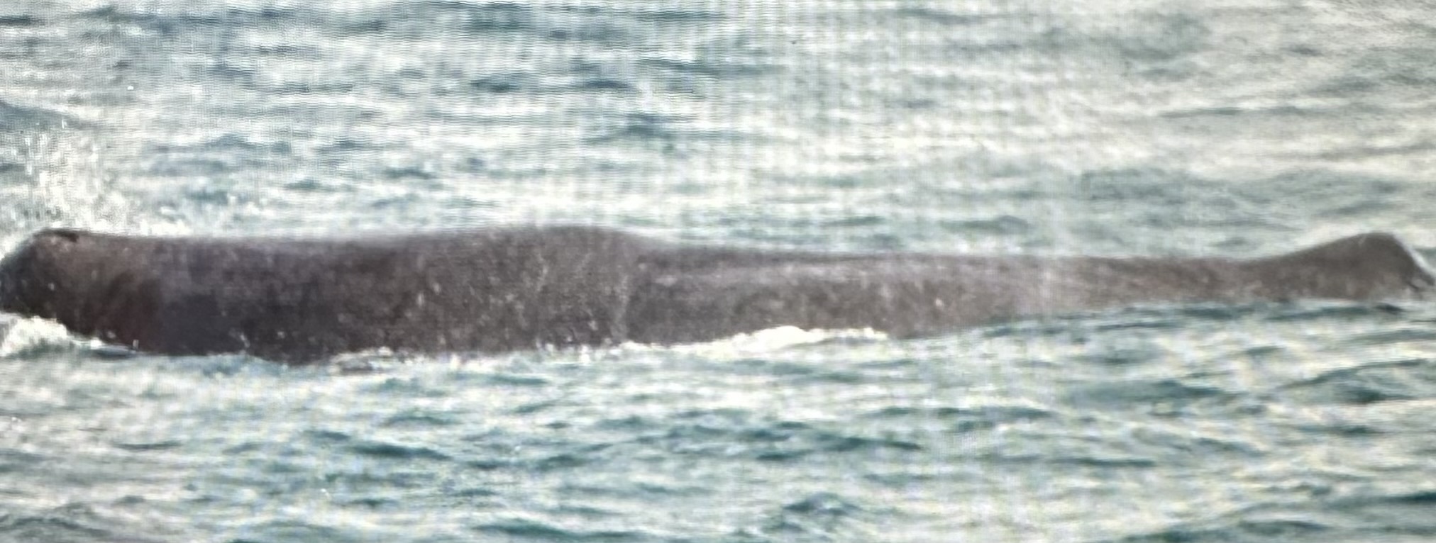 Physeter macrocephalus