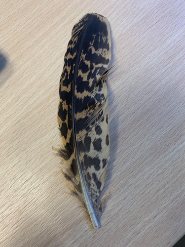 Plume de Butor étoilé