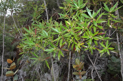 Styphelia cymbulae observed 2026-06-01