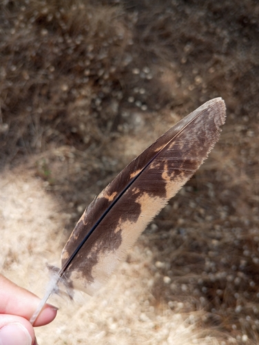 Plume de Engoulevent à collier roux