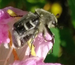 Trichiotinus texanus