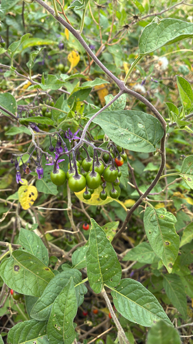 bittersweet nightshade