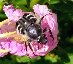 Trichiotinus texanus