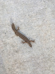 Elgaria multicarinata