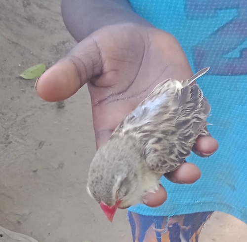 Red-billed Quelea