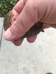 Elgaria multicarinata