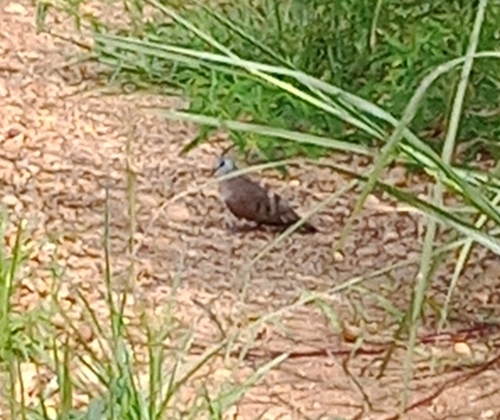 Black-billed Wood-Dove