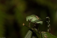 Tettigoniidae