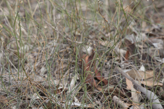 Lepidobolus drapetocoleus