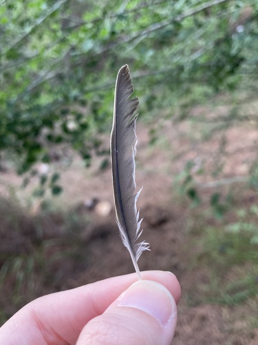 Plume de Bruant zizi
