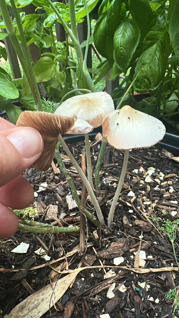 milky conecap · July 2026 · photo: Photo: no rights reserved · iNaturalist