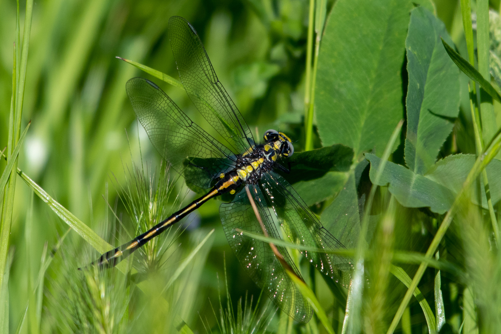 Pacific Clubtail