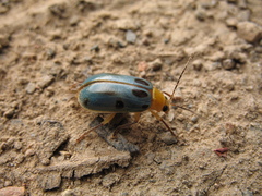 Exora obsoleta