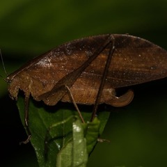 Tettigoniidae