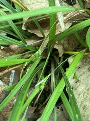 Carex cumberlandensis