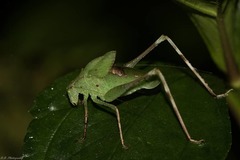 Tettigoniidae