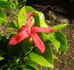 Hibiscus clayi