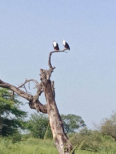 African Fish-Eagle