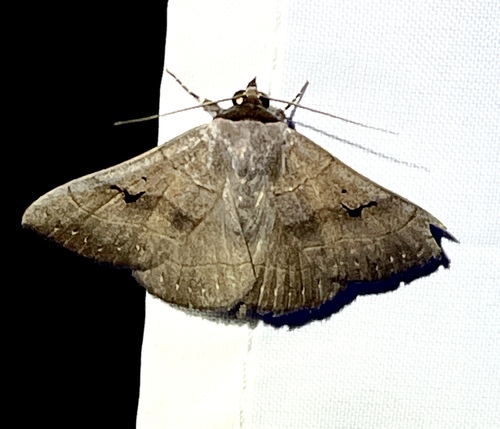 Brown Panopoda Moth photo 3