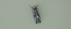 Lepidoptera