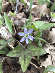 Hepatica acutiloba