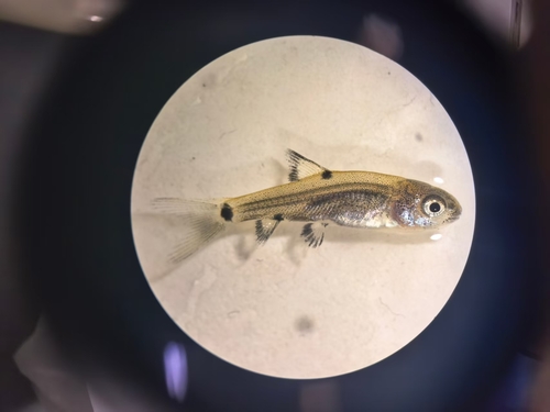 Denticulate barb (Spinibarbus denticulatus) — Cyprinidae — 2