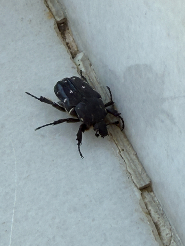 Greek Rose Chafer